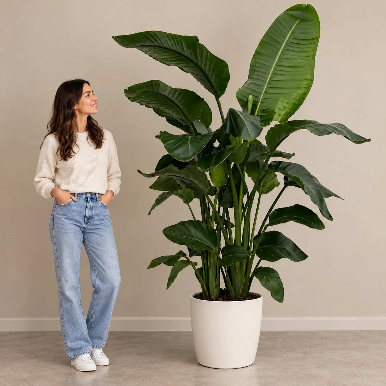 Strelicija Nicolai: Bird of Paradise (Rajska ptica, strelitzia) – XXL
