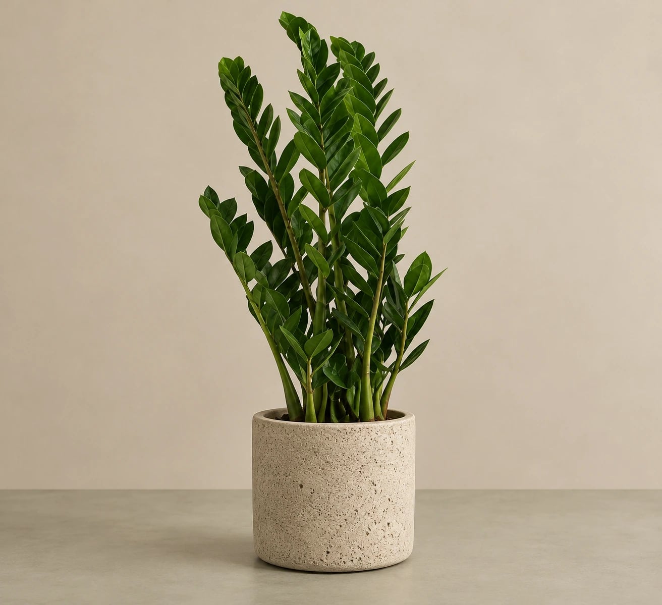 Zamioculcas zamifolia: ZZ Plant - M