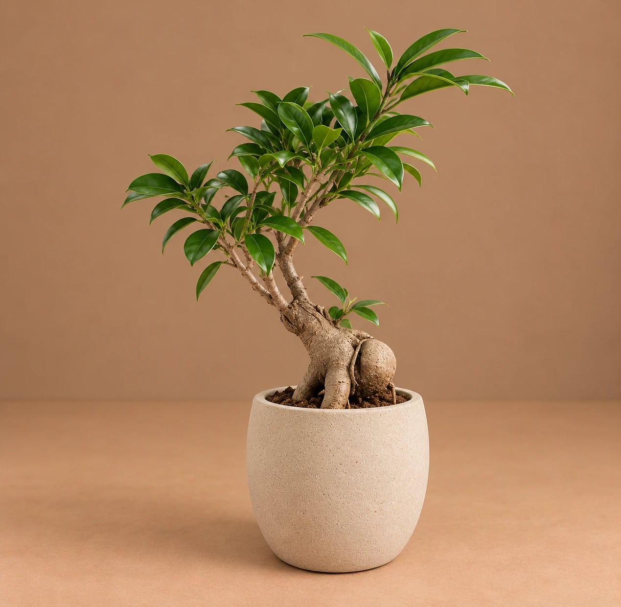 Fikus Ginseng Bonsai: Ginseng Fig Bonsai (Ficus microcarpa) - M