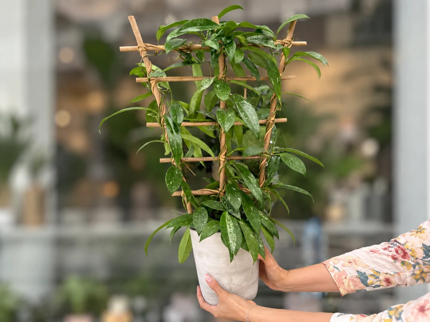 Hoya carnosa silverspots (hoja, voštani cvijet) - L